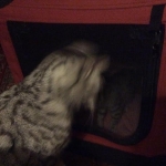 Cleo, Egyptian Mau, silver Female, DOB 4-20-17