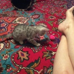 Cleo, Egyptian Mau, silver Female, DOB 4-20-17