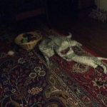 Cleo, Egyptian Mau, silver Female, DOB 4-20-17