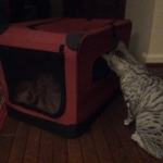 Cleo, Egyptian Mau, silver Female, DOB 4-20-17