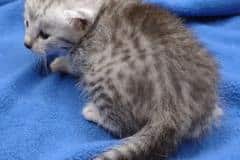 Naya Egyptian Mau Silver female #2 DOB 4-22-23