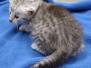 Naya Egyptian Mau Silver female #2 DOB 4-22-23