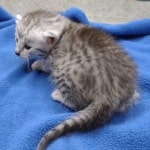 Mau silver female DOB 4-22-23