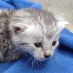 Mau silver female DOB 4-22-23