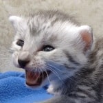 Mau silver female DOB 4-22-23