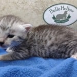 Mau silver female DOB 4-22-23