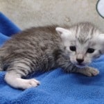 Mau silver female DOB 4-22-23