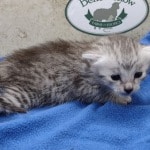 Mau silver female DOB 4-22-23