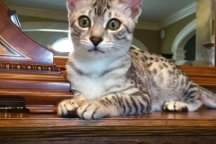 Amunet Egyptian Mau Silver female #2 DOB 4-7-24
