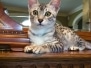 Amunet Egyptian Mau Silver female #2 DOB 4-7-24