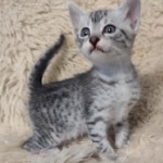 Egyptian Mau silver female
