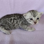 Egyptian Mau silver female