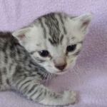 Egyptian Mau silver female