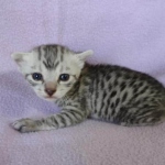 Egyptian Mau silver female