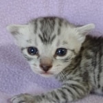 Egyptian Mau silver female