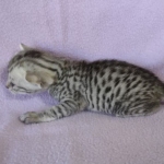 Egyptian Mau silver female