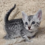 Egyptian Mau silver female
