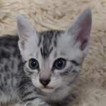 Egyptian Mau silver female