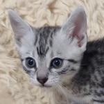 Egyptian Mau silver female