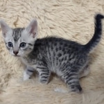 Egyptian Mau silver female