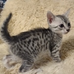 Egyptian Mau silver female