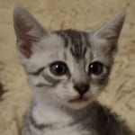 Egyptian Mau silver female