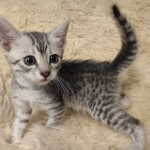 Egyptian Mau silver female