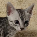 Egyptian Mau silver female