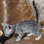 Amunet Egyptian Mau silver female
