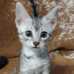 Amunet Egyptian Mau silver female