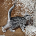 Amunet Egyptian Mau silver female