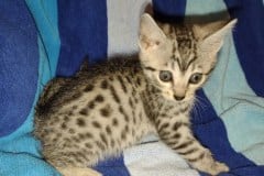 Pemba Egyptian Mau Silver Female #2 DOB 5/15/22