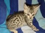 Pemba Egyptian Mau Silver Female #2 DOB 5/15/22