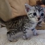 Mau silver female DOB 5-15-22