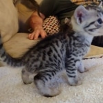 Mau silver female DOB 5-15-22