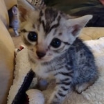 Mau silver female DOB 5-15-22