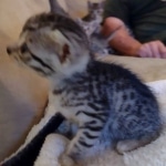 Mau silver female DOB 5-15-22