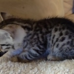 Mau silver female DOB 5-15-22