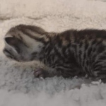 Mau silver female DOB 5-15-22