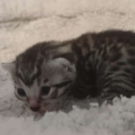 Mau silver female DOB 5-15-22