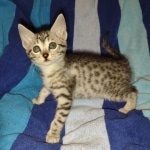 Pemba Mau silver female DOB 5-15-22