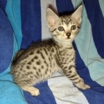 Pemba Mau silver female DOB 5-15-22