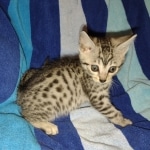 Pemba Mau silver female DOB 5-15-22