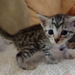 Mau silver female DOB 5-15-22