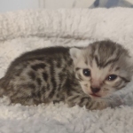 Mau silver female DOB 5-15-22