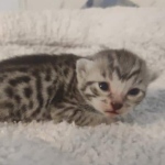 Mau silver female DOB 5-15-22