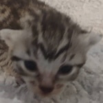 Mau silver female DOB 5-15-22