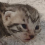 Mau silver female DOB 5-15-22