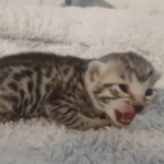 Mau silver female DOB 5-15-22