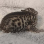 Mau silver female DOB 5-15-22